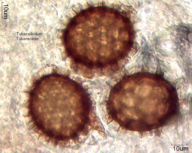 Tuber albidum \u2013 Pollen-Wiki