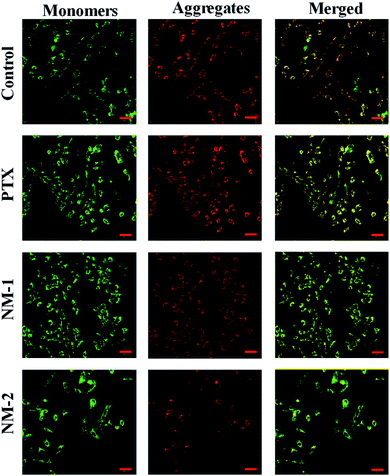 Self-assembled and pH-responsive polymeric nanomicelles impart effective delivery of paclitaxel ...